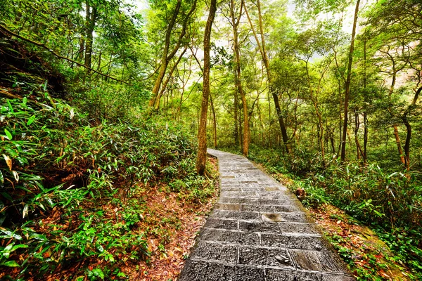 Malownicze kamienny chodnik w zielonym lesie. Piękny krajobraz — Zdjęcie stockowe