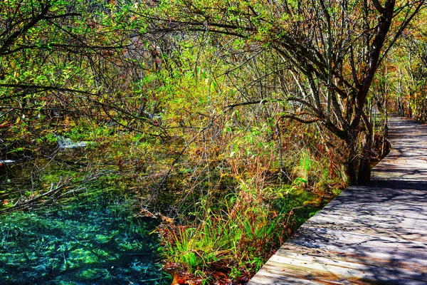 Wooden boardwalk across scenic green woods along azure lake — Stock Photo, Image