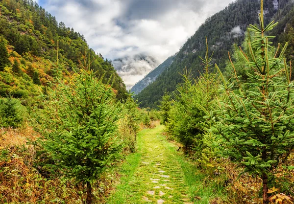 Scenic green walkway among forest in mountain gorge — Stock Photo, Image