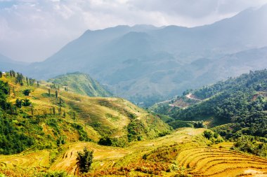 Güneşli pirinç terasları Sa Pa District, Vietnam yaylalarında