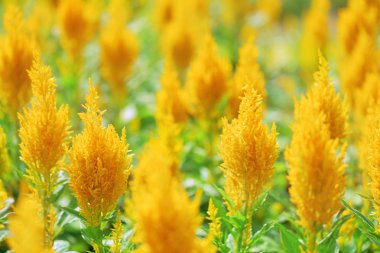 Doğa arka plan üzerinde inanılmaz sarı çiçek