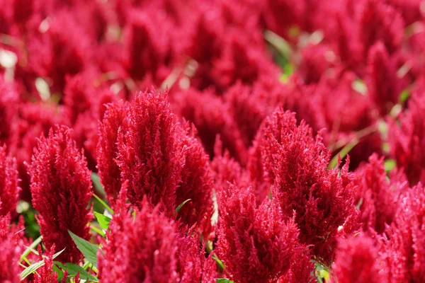 Vacker blomma äng på solig dag på våren och sommaren — Stockfoto