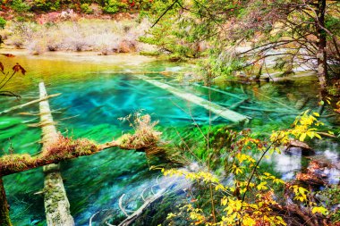 Sonbahar ormanları arasında batık ağaç gövdeleri ile Azure kristal göl