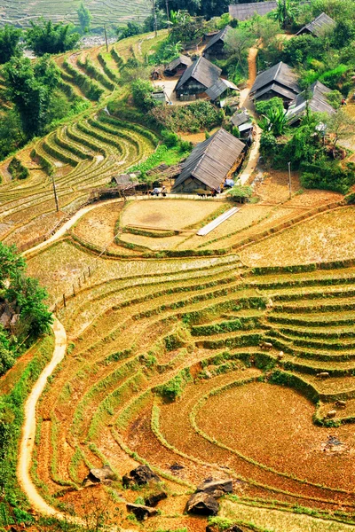 Casas de pueblo y terrazas de arroz entre árboles verdes. Vietnam —  Fotos de Stock