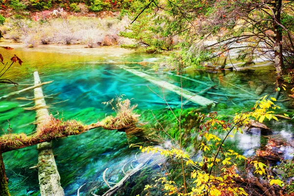 Lago de cristal azul com troncos de árvores submersas entre florestas de outono — Fotografia de Stock