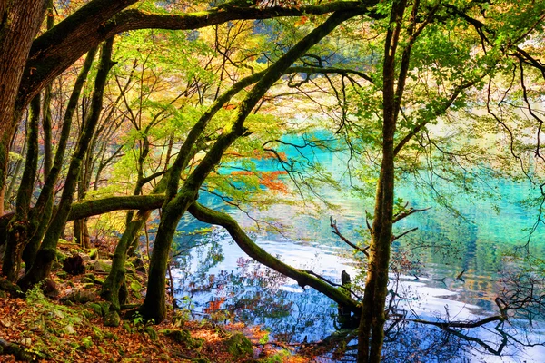푸른 호수와 가을 숲의 이끼 나무 줄기의 경치 — 스톡 사진