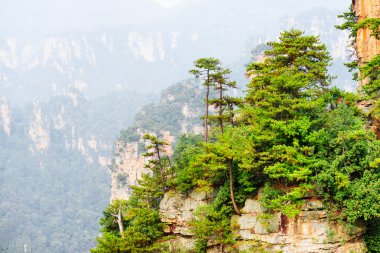 Kayanın tepesinde yetişen yeşil ağaçların inanılmaz görünümü, Avatar Rocks
