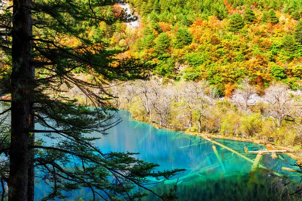 Lago com água de cristal azul e troncos de árvores submersas — Fotografia de Stock