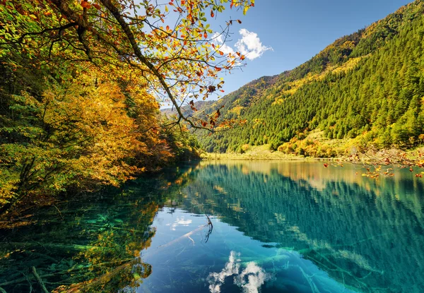 Фантастичний вид на озеро з зануреними стовбурами дерев — стокове фото