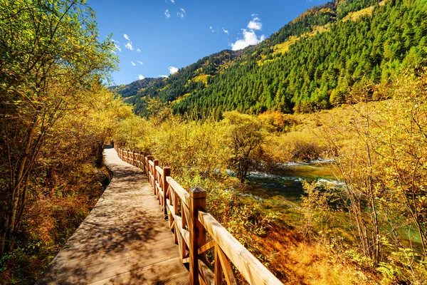 Wooden boardwalk leading along river among colorful fall woods — Stock Fotó