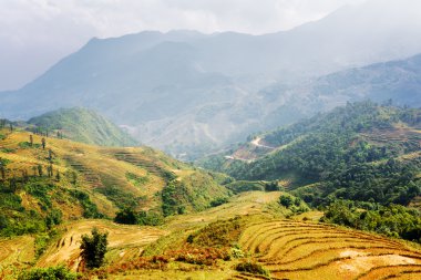 Sa Pa, Vietnam dağlık teraslı pirinç tarlaları