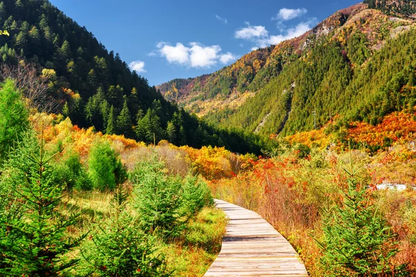 Wooden boardwalk across colorful fall woods. Autumn landscape — 图库照片