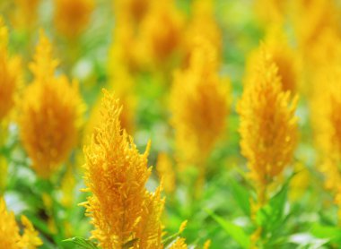 İlkbahar ve yaz aylarında inanılmaz sarı çiçekler ve yeşil çimenler