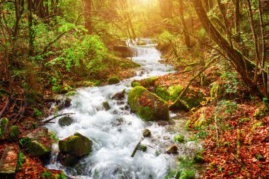 Yosunlu taşlar ve sonbahar ormanları arasında dağ nehrinin inanılmaz görünümü