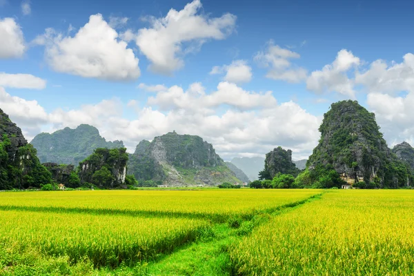 Vista panorâmica de campos de arroz verde brilhante entre montanhas de carste — Fotografia de Stock