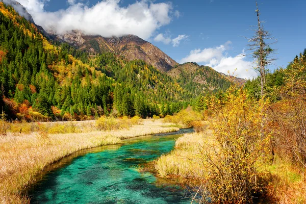 秋の畑の中の水晶水を持つ緑の川の景観 — ストック写真