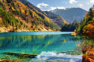 Amazing view of the Arrow Bamboo Lake among autumn woods clipart