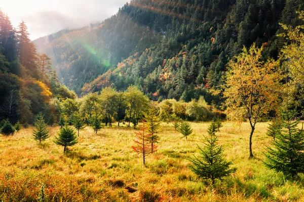 Campo di caduta paesaggistico tra montagne e boschi sempreverdi — Foto Stock