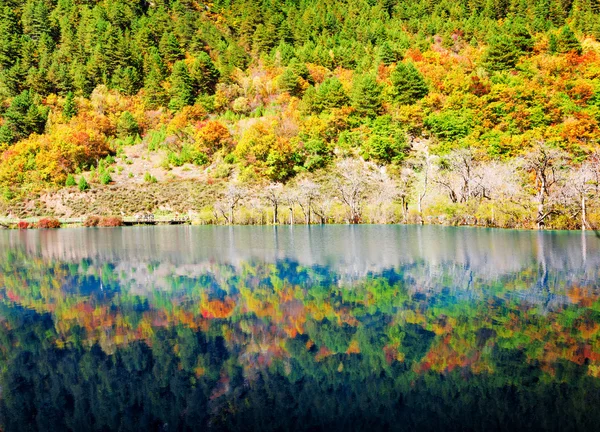 Do jezera se promítly barevné lesní lesy. Úžasná krajina — Stock fotografie