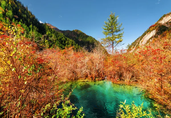 Toller Teich mit smaragdgrünem Wasser inmitten des bunten Herbstwaldes — Stockfoto