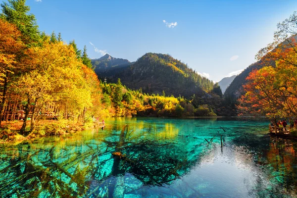 Schöne Aussicht auf versunkene Baumstämme im Fünf-Blüten-See — Stockfoto