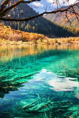 Şaşırtıcı batık ağaç gövdeleri üzerinde göl masmavi su ile alt