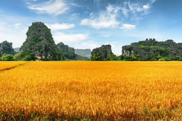Vista incrível de campos de arroz amarelo entre montanhas cársticas cênicas — Fotografia de Stock