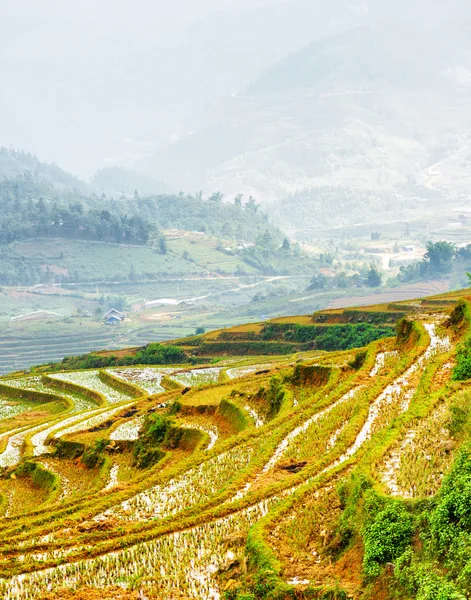 Рисовые террасы, наполненные водой в высокогорье Вьетнама — стоковое фото