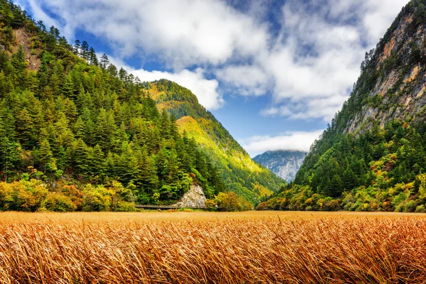 Herbstfeld inmitten von Herbstwäldern in malerischen Bergen — Stockfoto
