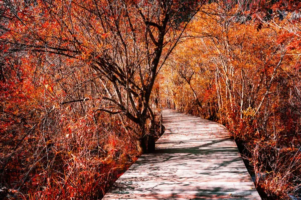 Trä strandpromenaden över natursköna röd höst woods. Skogslandskap — Stockfoto