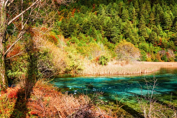 Rzeka z błękitnymi kryształowymi wodami wśród zielonych lasów jesienią — Zdjęcie stockowe
