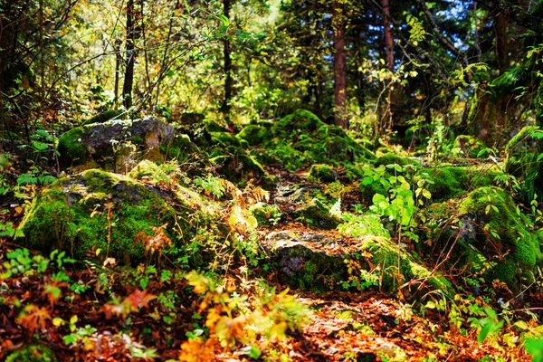 Mossy stones in rays of morning sunlight. Shallow depth of field — Stock Photo, Image