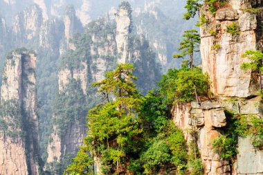 Kayalar üzerinde büyüyen yeşil ağaçların Fantastik görünümü (Avatar Rocks)