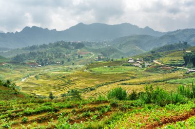 Yeşil pirinç terasları Vietnam dağlarında, doğal görünümünü