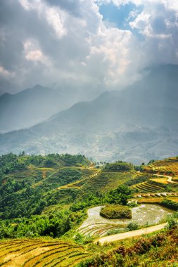 Highlands, güneşli pirinç terasları. Sa Pa District, Vietnam