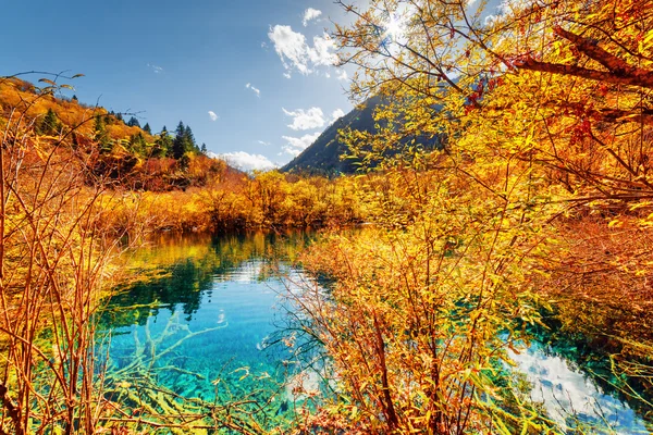 Autumn woods reflected in amazing pond with azure water — Stock Photo, Image