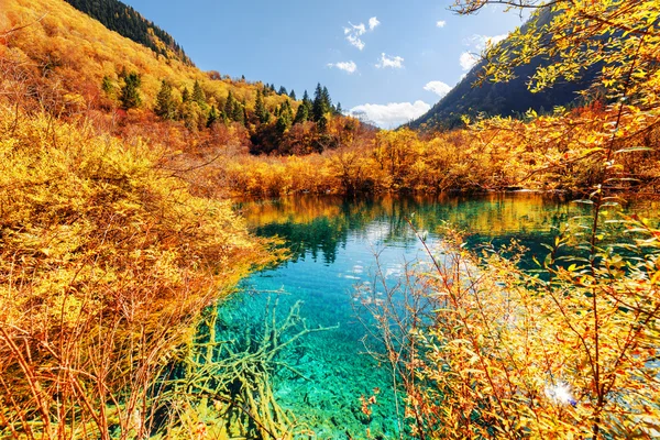 Foresta autunnale riflessa in uno stagno panoramico con acqua cristallina azzurra — Foto Stock