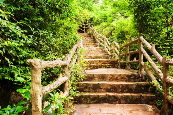Escadas de pedra entre folhagem verde levando através de belas madeiras — Fotografia de Stock