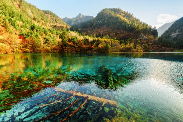 Submerged fallen trees in azure water of the Five Flower Lake — Stock Photo, Image