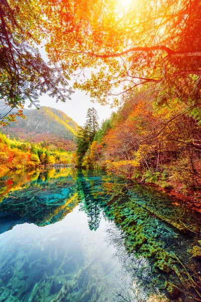 Os Cinco Flor Lago entre florestas de outono, Jiuzhaigou reserva natural — Fotografia de Stock