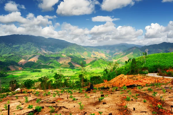 Vue imprenable sur les montagnes pittoresques et les rizières vertes — Photo