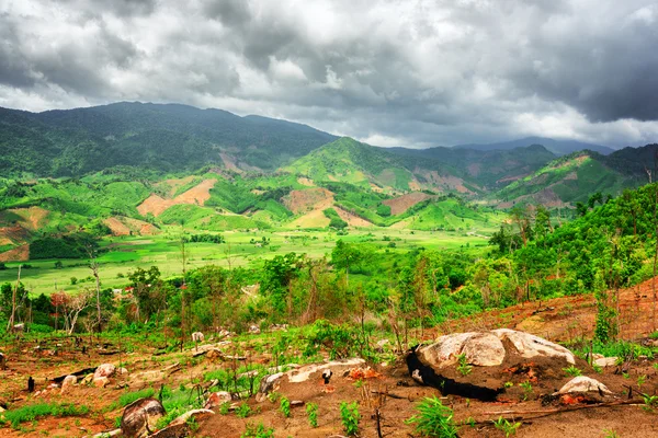 Amazing view of green rice fields surrounded by scenic mountains — Stock Photo, Image