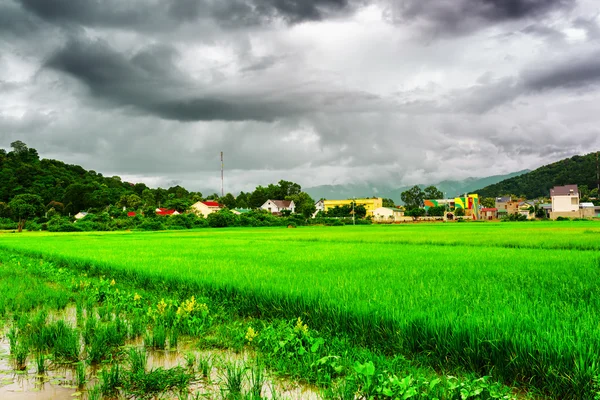 Campos de arroz verde brilhante em Lien Son, província de Dak Lak, Vietnã — Fotografia de Stock