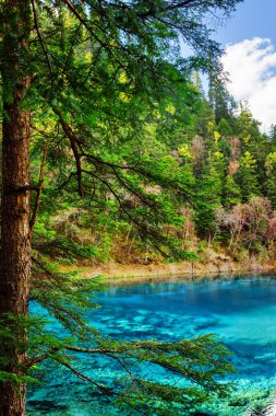 The Five Coloured Pool with azure water among evergreen woods clipart