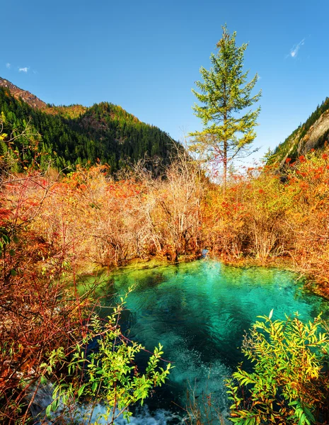Schöner Teich mit smaragdgrünem Wasser inmitten des bunten Herbstwaldes — Stockfoto