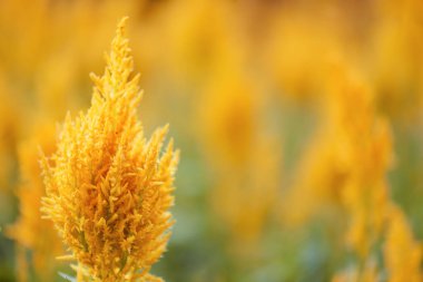 Doğa arka planında parlak sarı çiçekler. İlkbahar ve yaz aylarında inanılmaz çiçekler. Sığ alan derinliği.