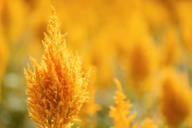 Doğa arka planında parlak sarı çiçekler. İlkbahar ve yaz aylarında inanılmaz çiçekler. Sığ alan derinliği.