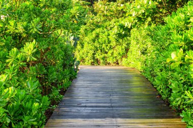 Parktaki parlak yeşil ağaçların arasındaki manzaralı ahşap patika. Ormanda harika bir yürüyüş yolu. İnanılmaz manzara..