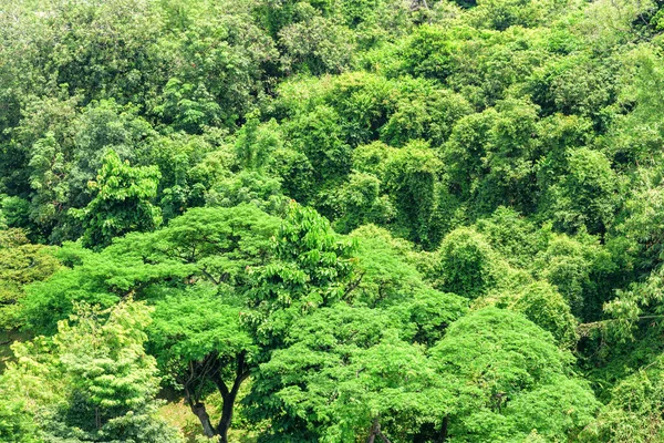 Vista Superior Floresta Tropical Folhagem Verde Floresta Tropical Dia Ensolarado — Fotografia de Stock