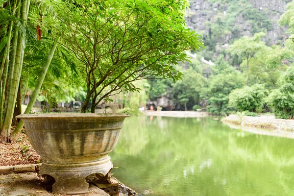 Scénický Zelený Strom Rostoucí Květináči Poblíž Umělého Rybníka Provincii Ninh — Stock fotografie